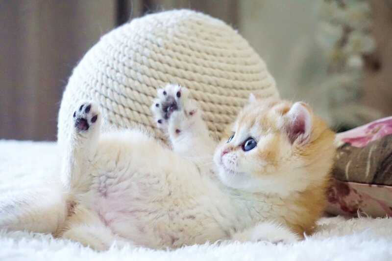 Danica British Shorthair female, black golden chinchilla