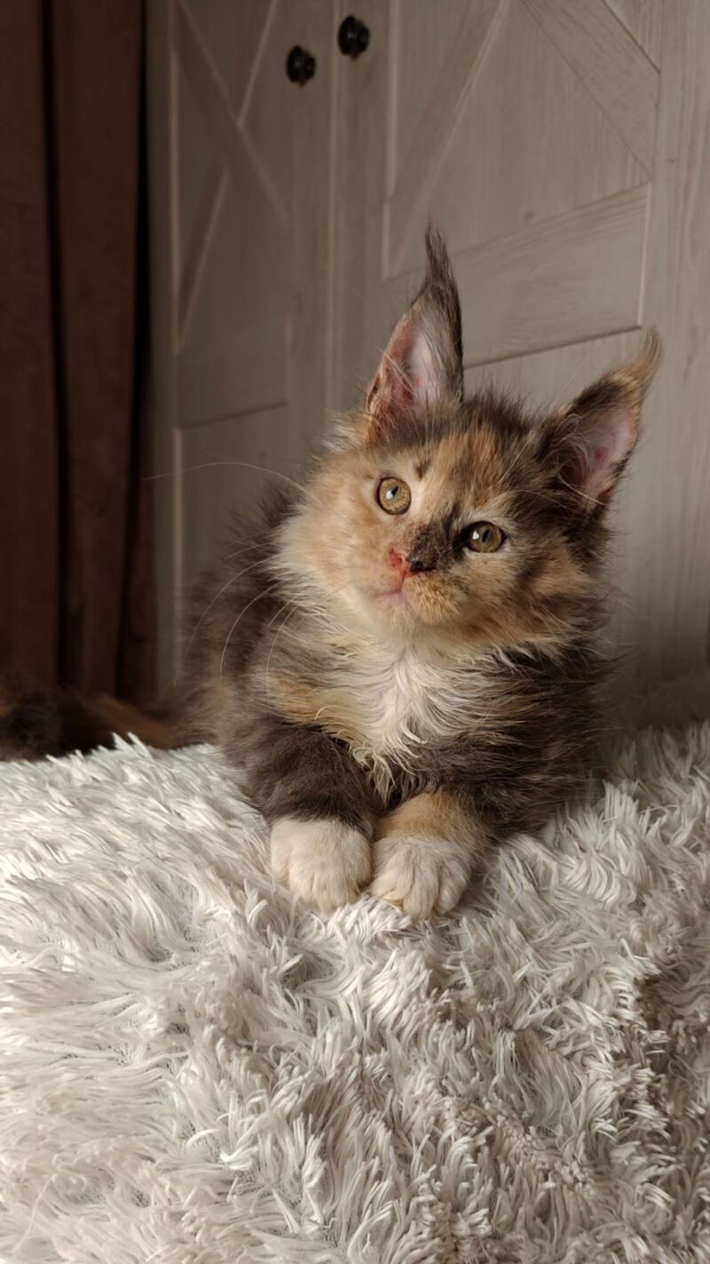 Quintara Maine Coon female blue tortie tabby bicolour live animals