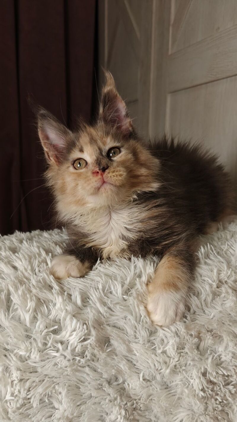 Quintara Maine Coon female blue tortie tabby bicolour live animals