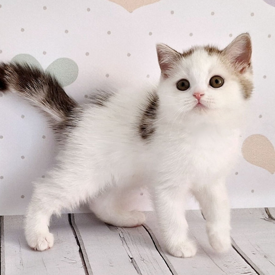 Blondy Scottish Straight male, chocolate silver tabby harlequin