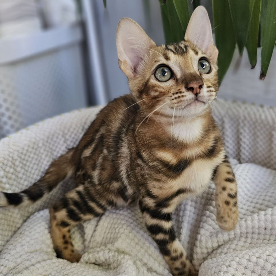 Ugo Bengal male, black spotted tabby