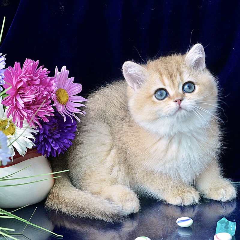 Rosalie British Shorthair female, chocolate golden shaded