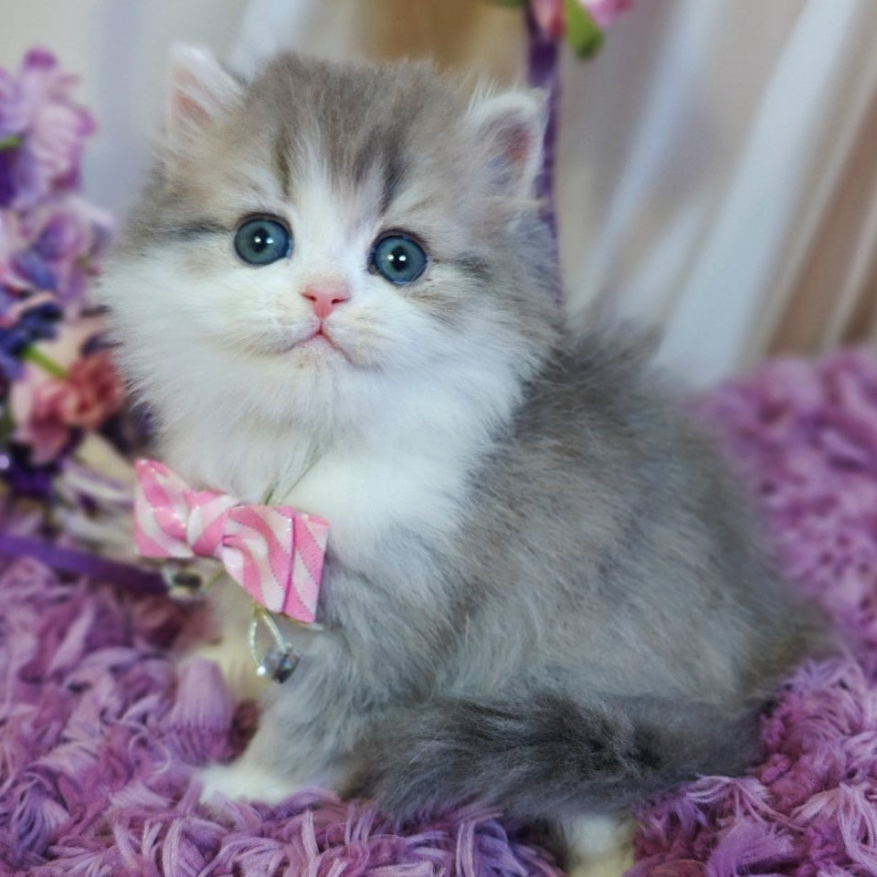 Watson British Longhair male, blue tabby bicolour