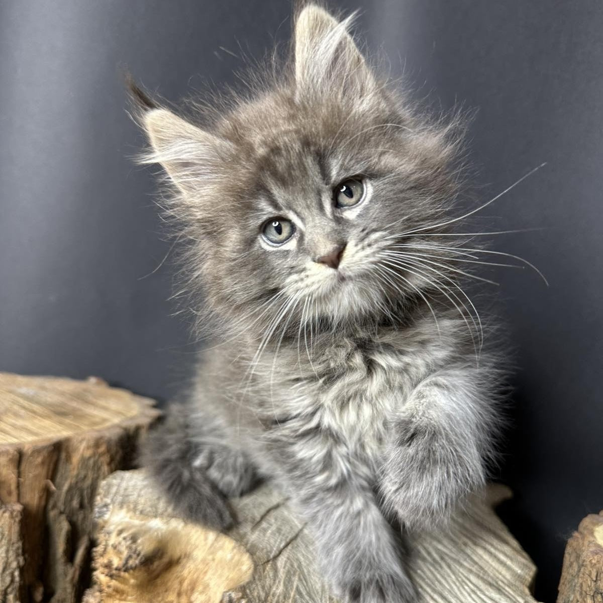 Sony Maine Coon female, blue silver ticked tabby