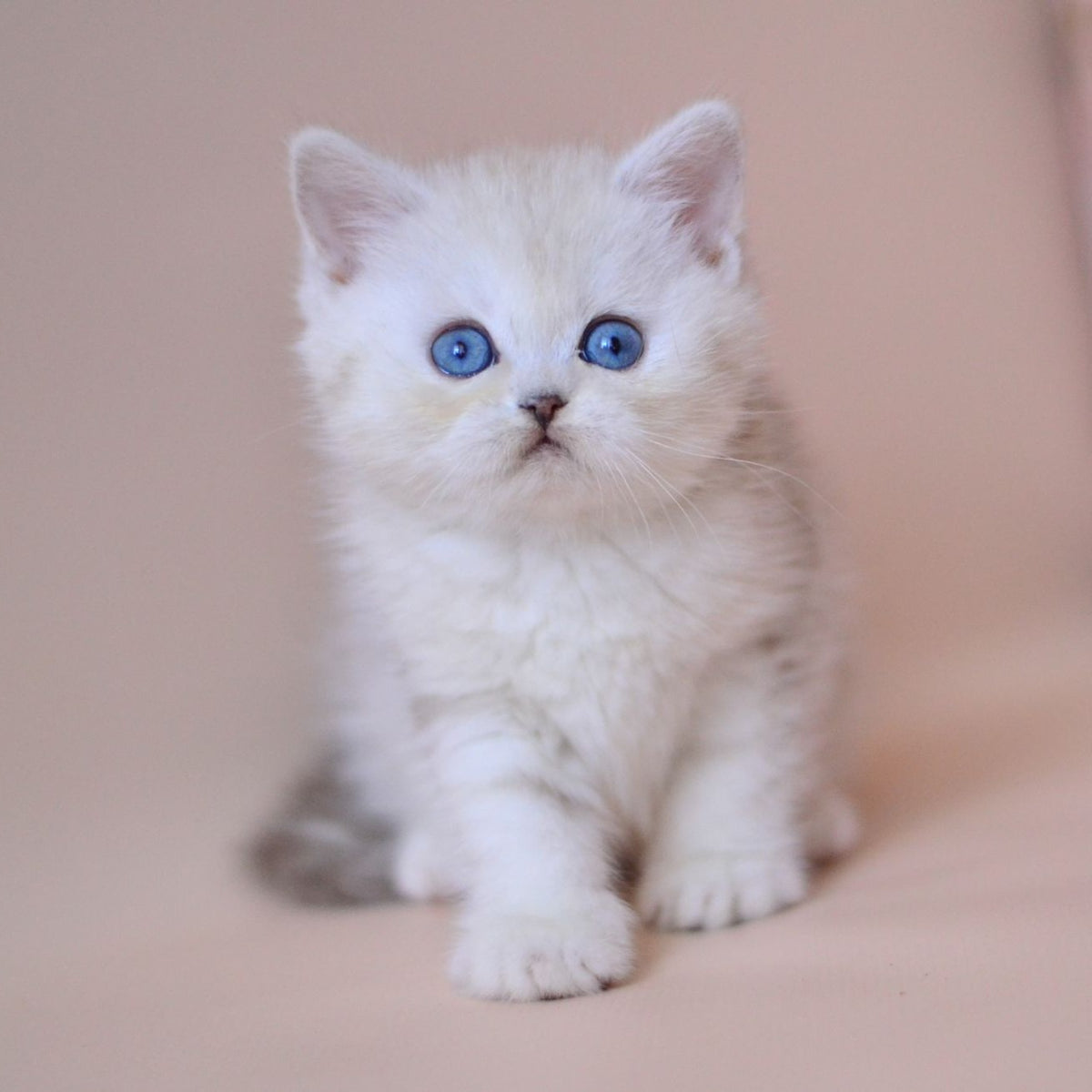 Karat British Shorthair male, blue silver tabby bicolour