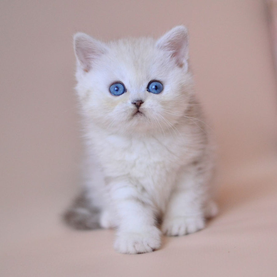 Karat British Shorthair male, blue silver tabby bicolour