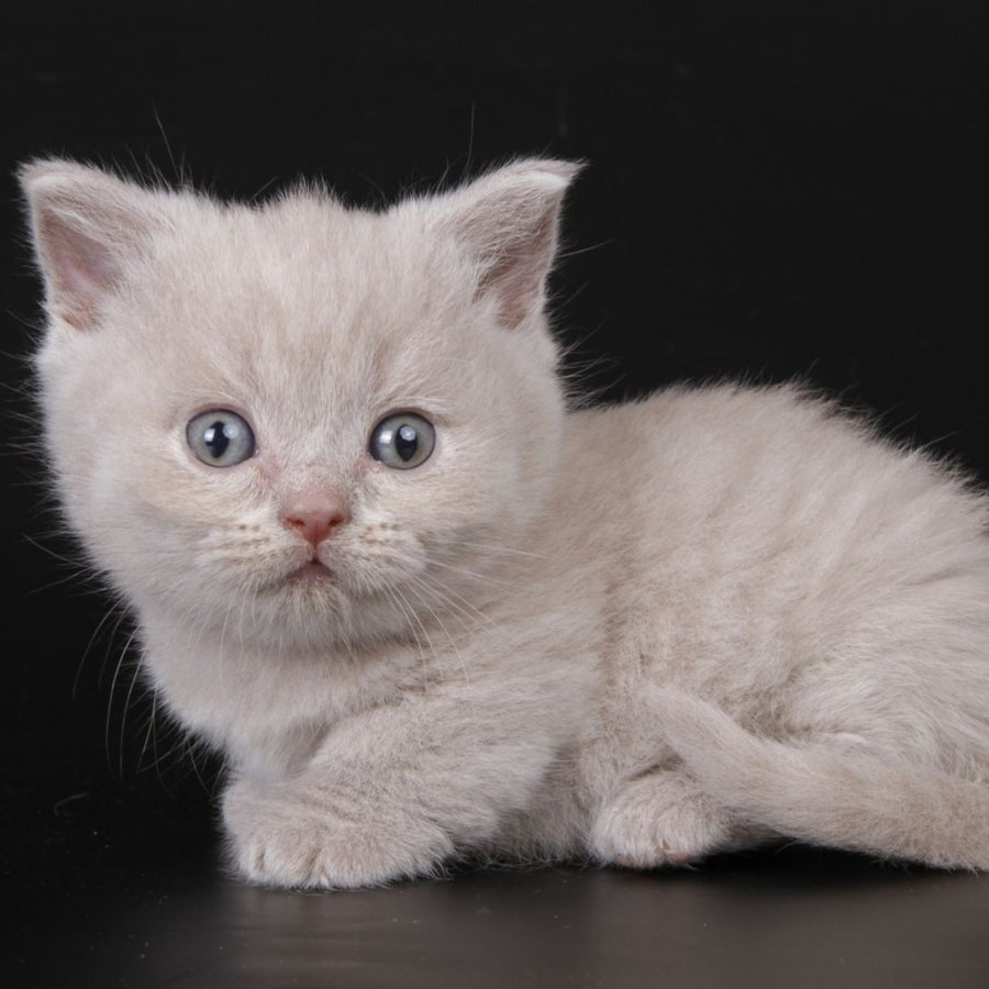 Zyro Munchkin male, lilac