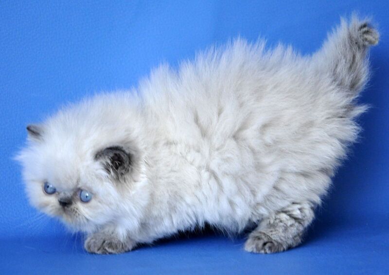 Coco Persian male blue lynx pointed - live animals