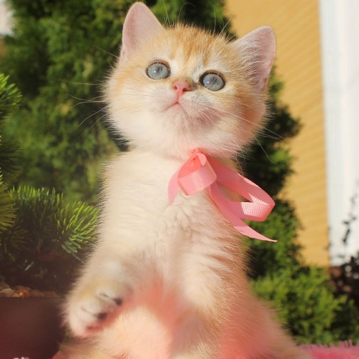 Hanna British Shorthair female, black golden chinchilla