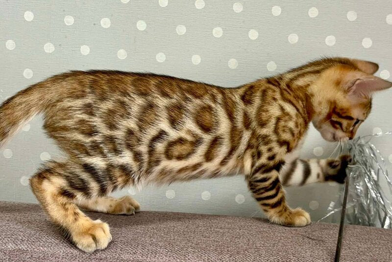 Texas Bengal male black spotted tabby - live animals