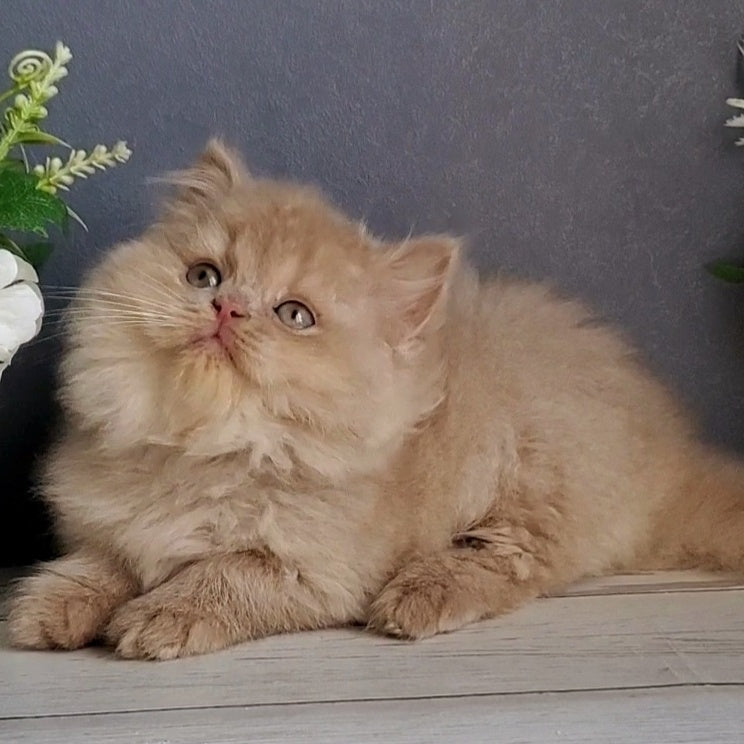 Felix British Longhair male, fawn