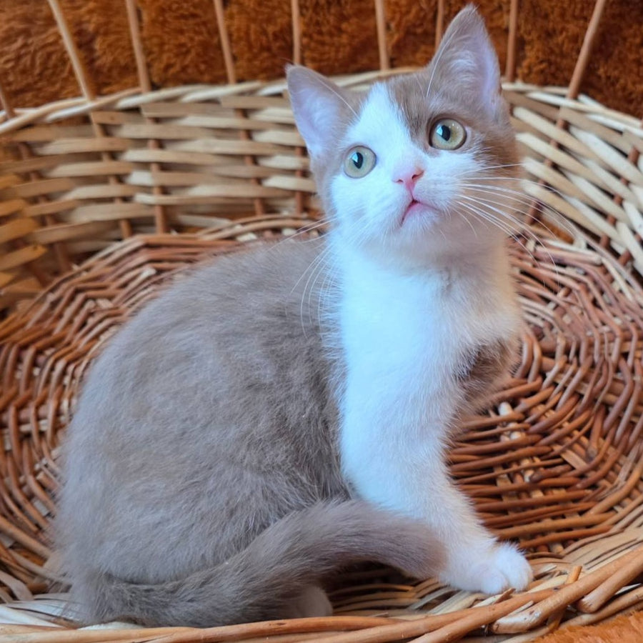 Beiley British Shorthair male, cinnamon bicolour