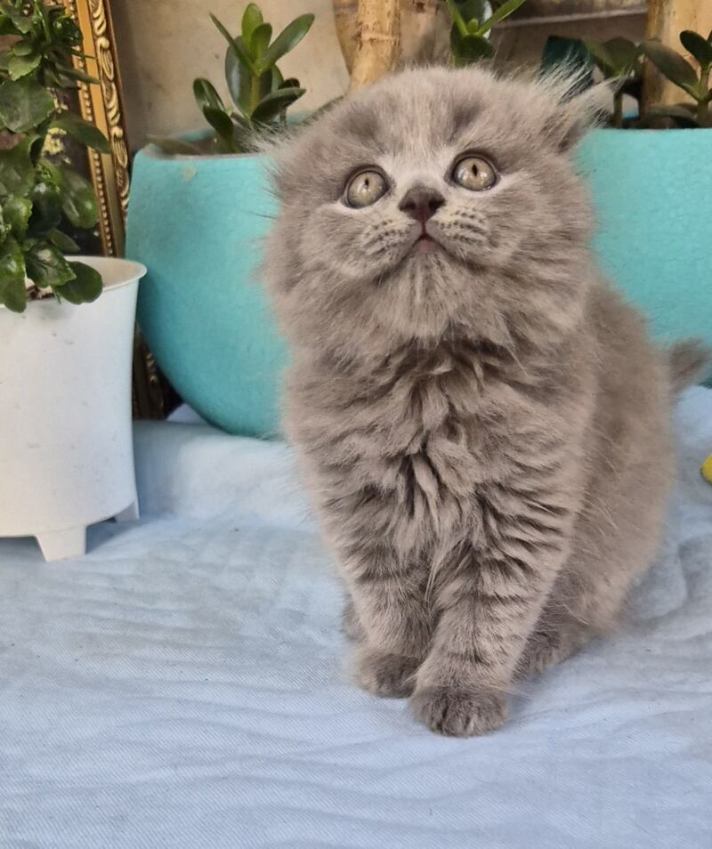Erik Scottish Fold male, blue