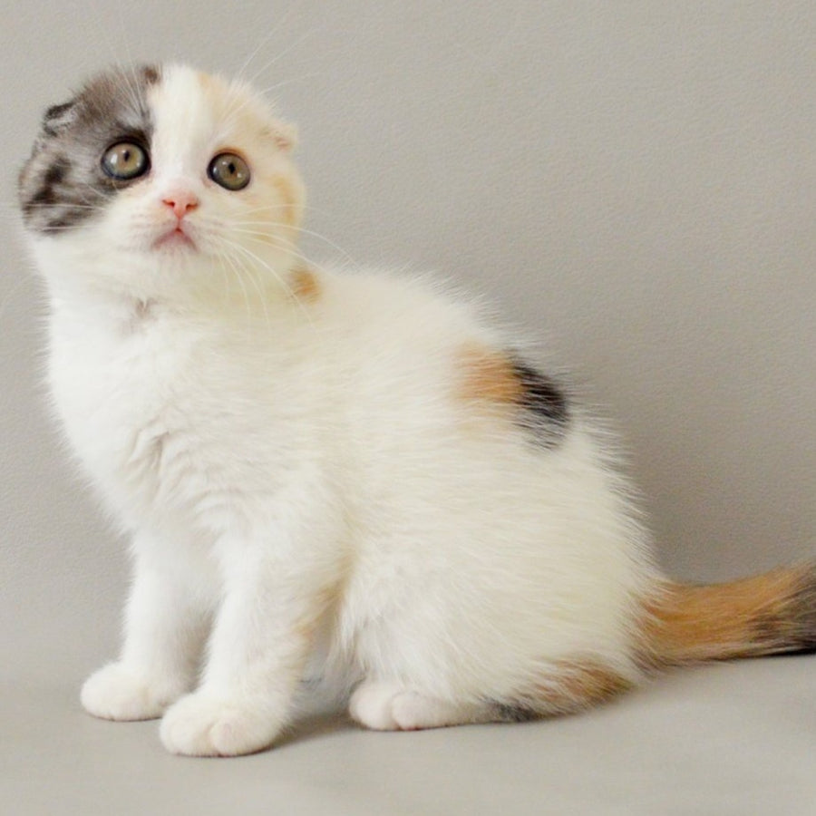 Wyomy Scottish Fold female, black tortie silver tabby van