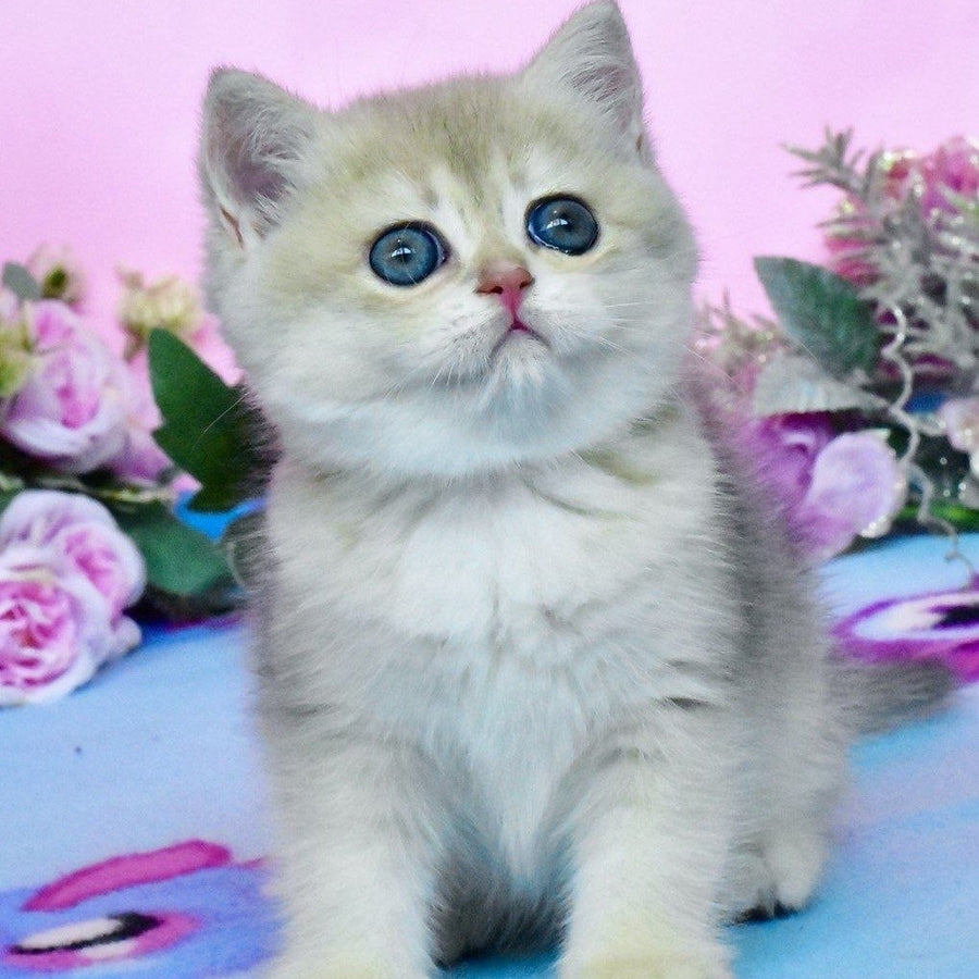Chloya British Shorthair female, blue golden chinchilla