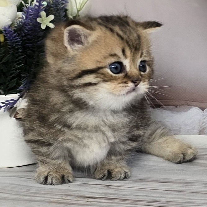 Sherry Munchkin male, black golden spotted tabby