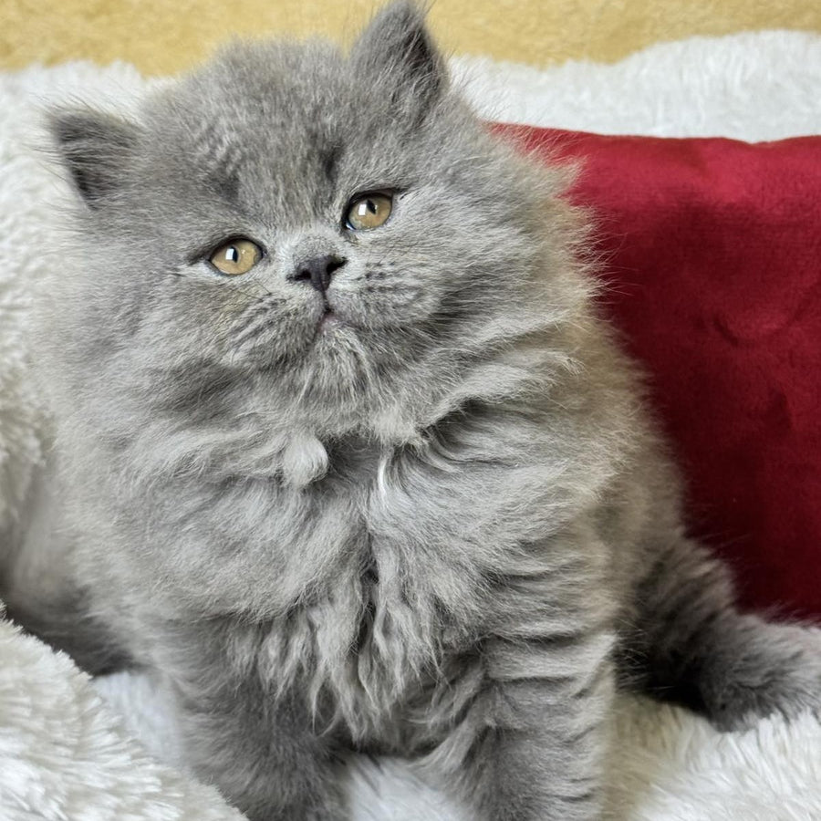 Amigo Scottish Straight male, blue