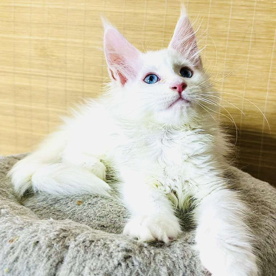 Melissa Maine Coon female, white