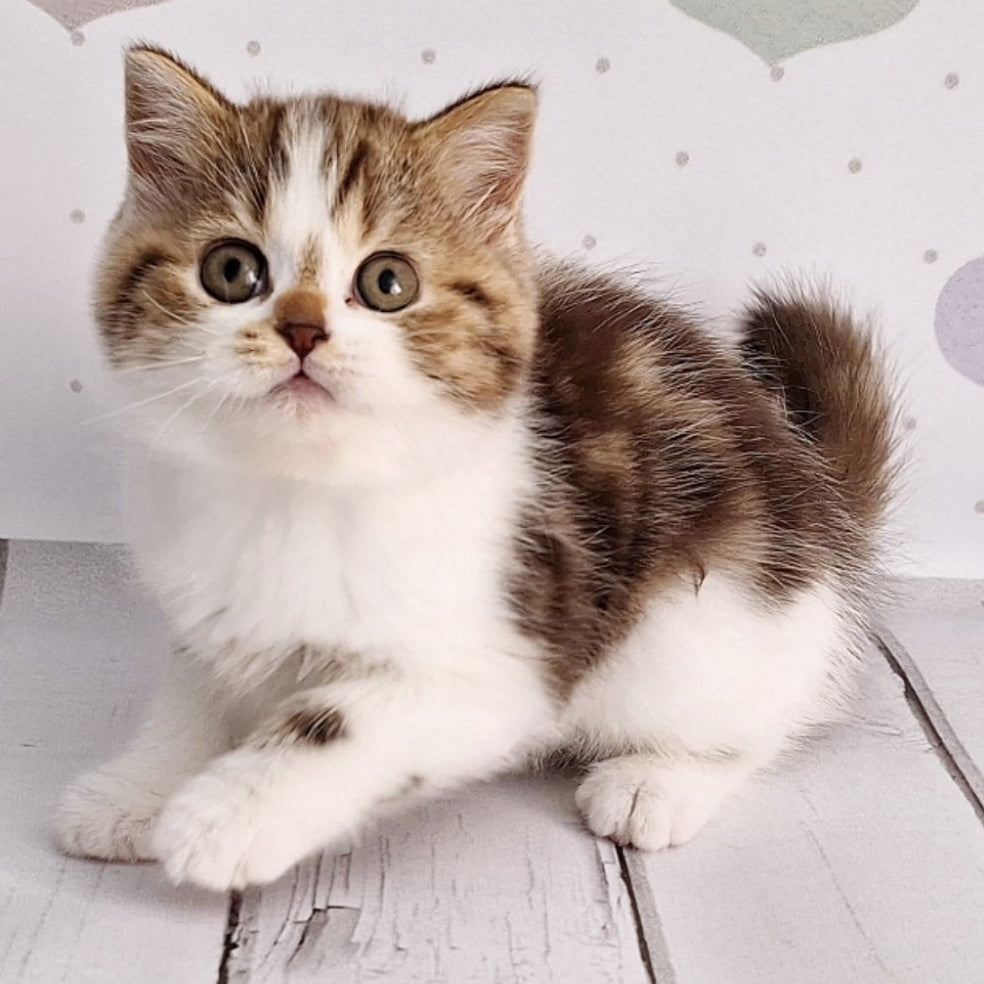 Beckham Scottish Straight male, chocolate tabby bicolour