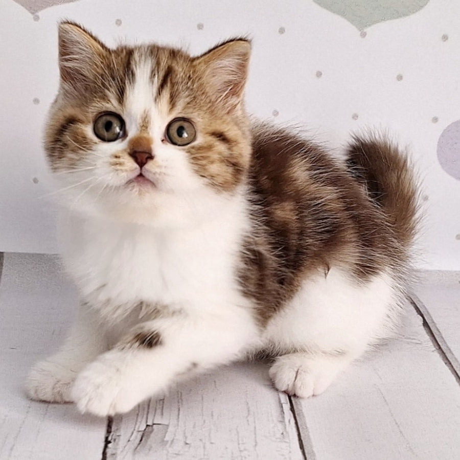Beckham Scottish Straight male, chocolate tabby bicolour