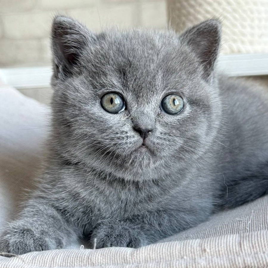 Nolan Scottish Straight male, blue