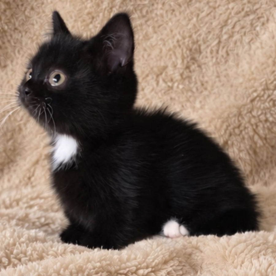 Nuar Munchkin male, black with white