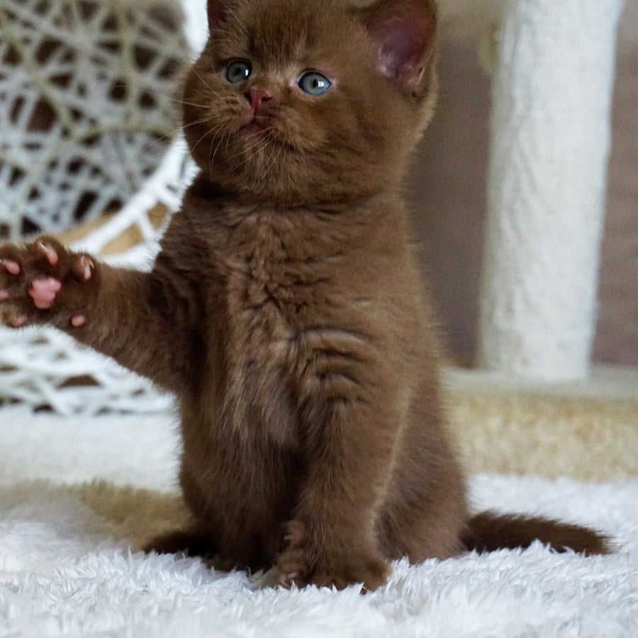 Miki British Shorthair male, cinnamon