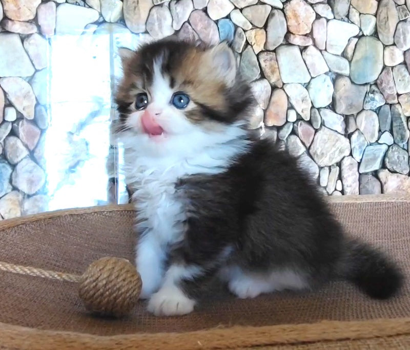 Roki Scottish Straight male black ticked tabby bicolour - live animals