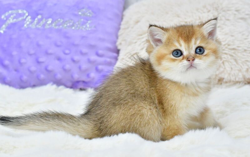 Elvin British Shorthair male, black golden shaded