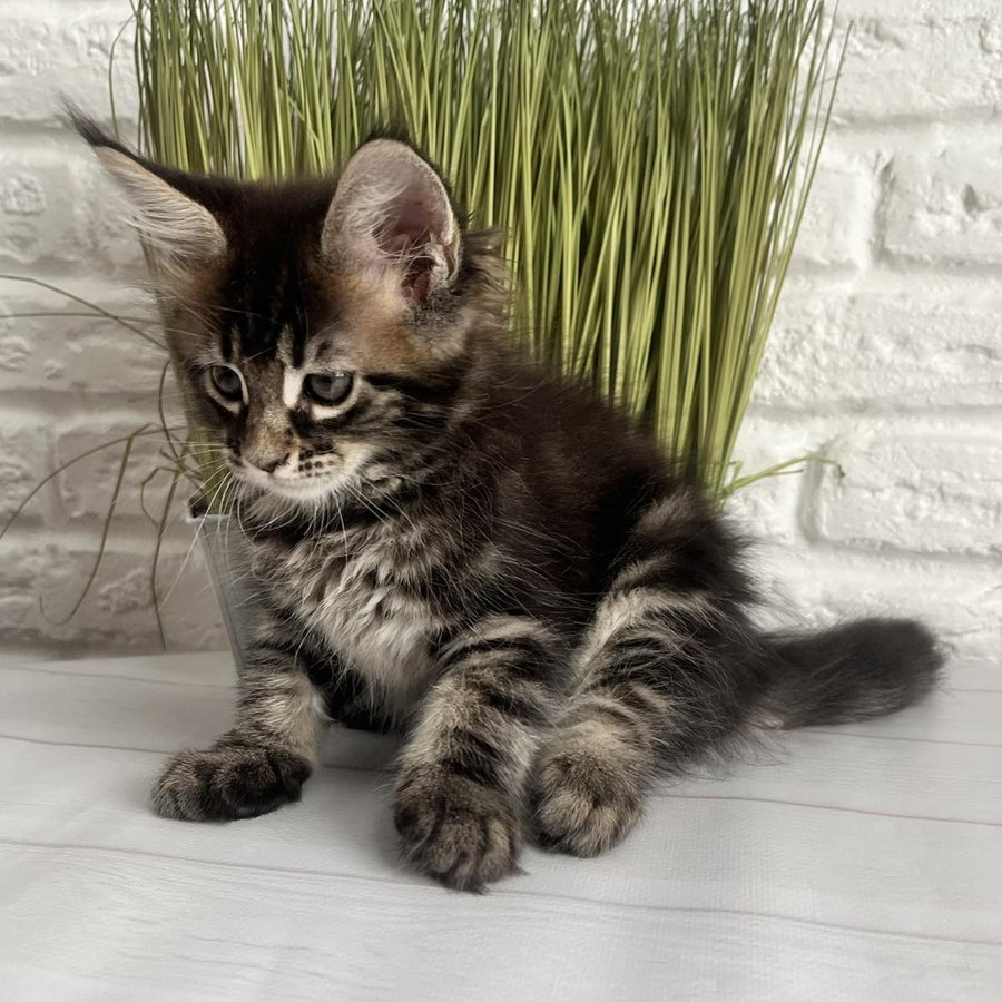 Jade Maine Coon female, black tabby