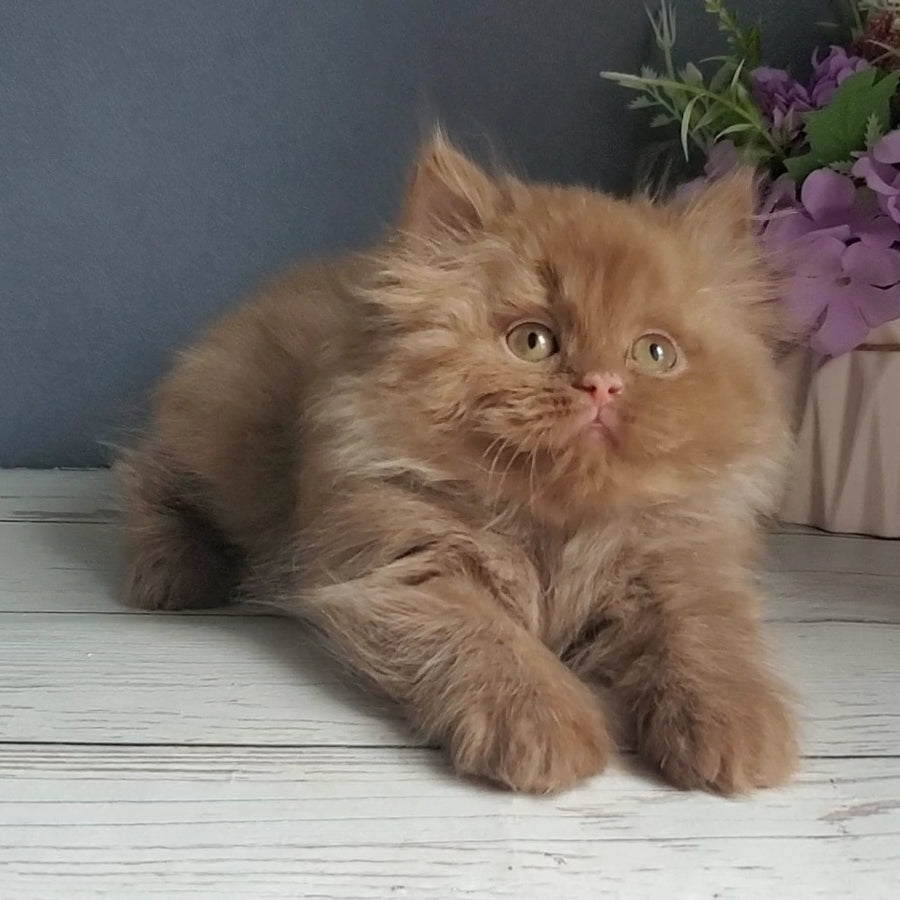 Fortuna British Longhair female, cinnamon
