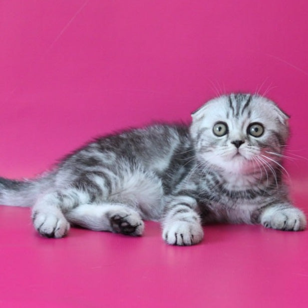 Salvador Scottish Fold male, black silver tabby