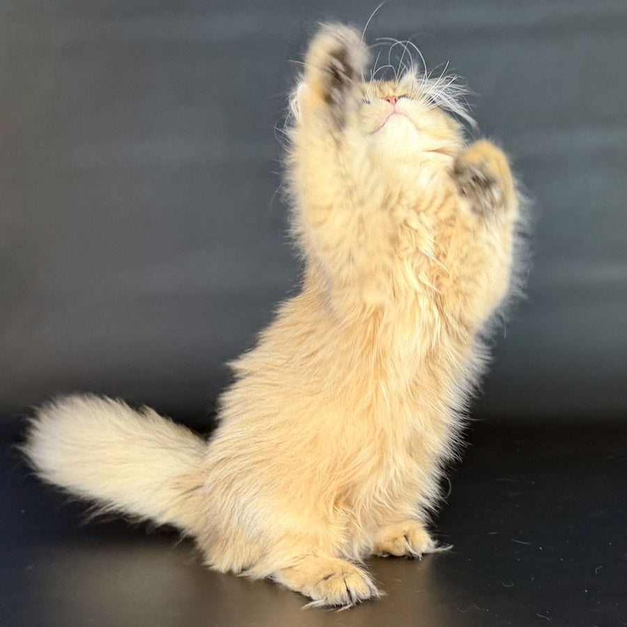 Varo British Longhair female, black golden shaded