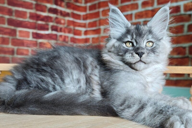 Freya Maine Coon female, black silver