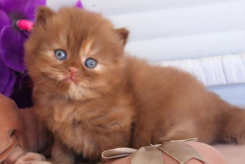 Rina British Longhair female cinnamon tortie - live animals