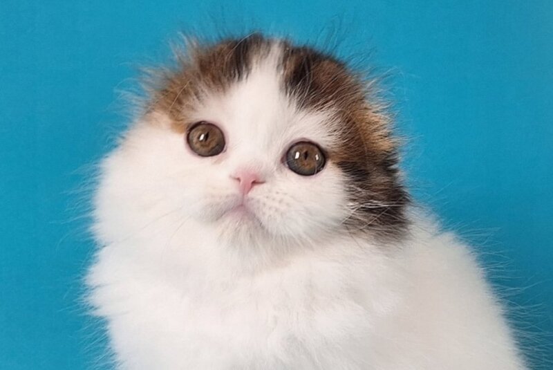 Xenia Scottish Fold female, black tabby van
