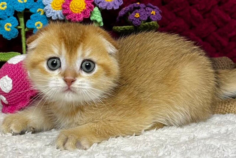 Buffy Scottish Fold female, black golden chinchilla