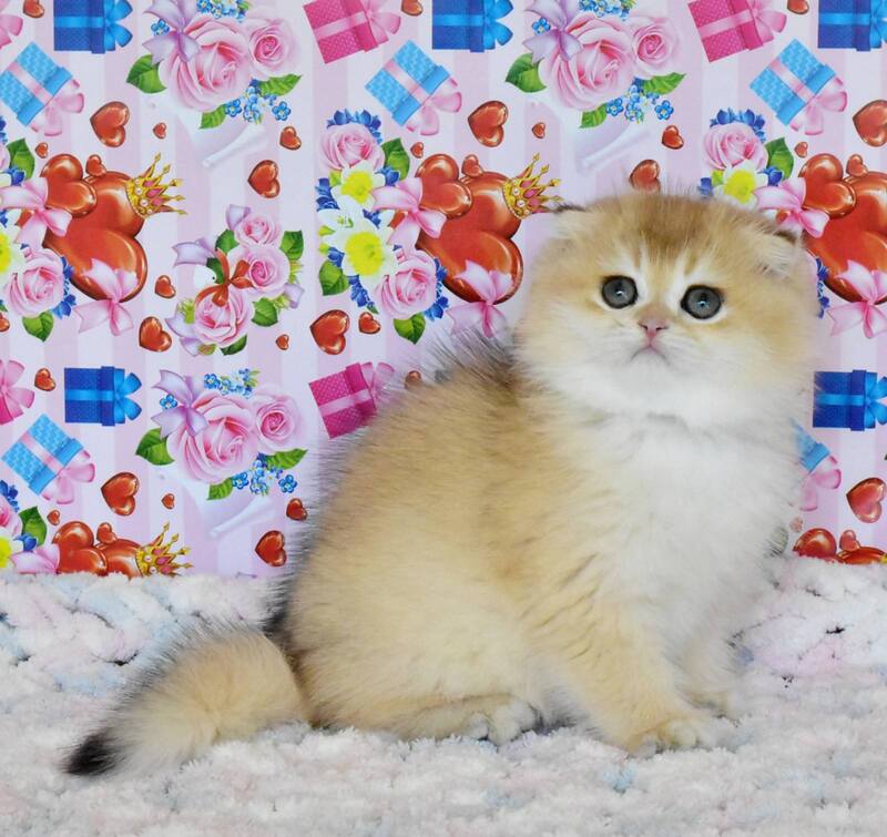 Ulyasha Scottish Fold female, black golden shaded