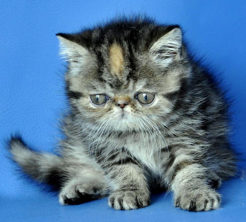 Ursula Exotic female black tortie tabby - live animals