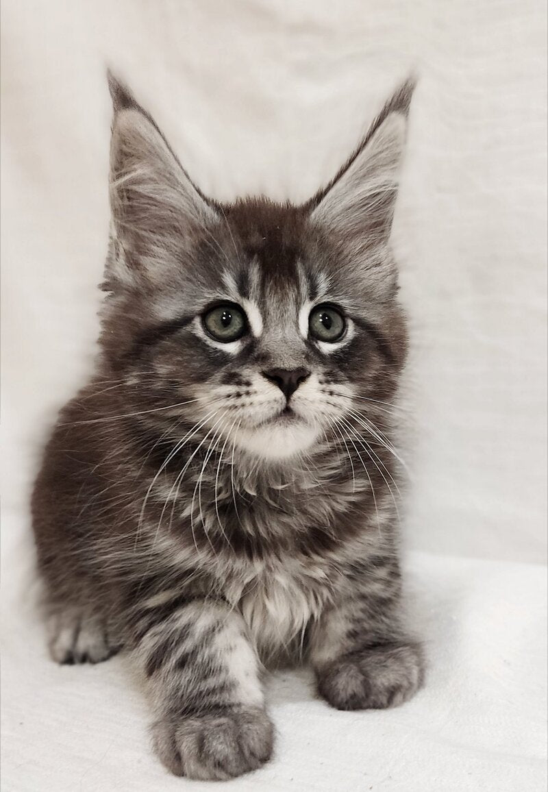 Drive Maine Coon male, black silver tabby