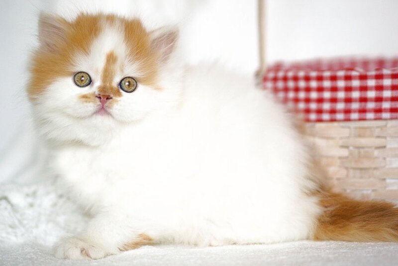 Pepper Scottish Straight male, red tabby harlequin