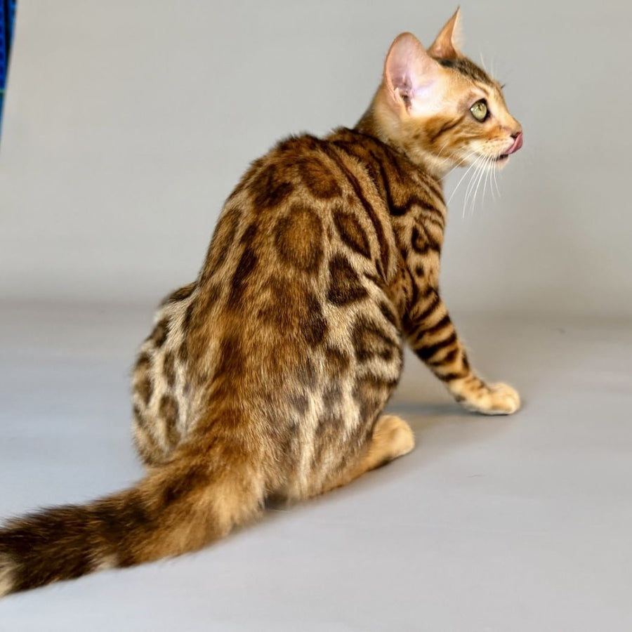 Xirelle Bengal female, black golden spotted tabby