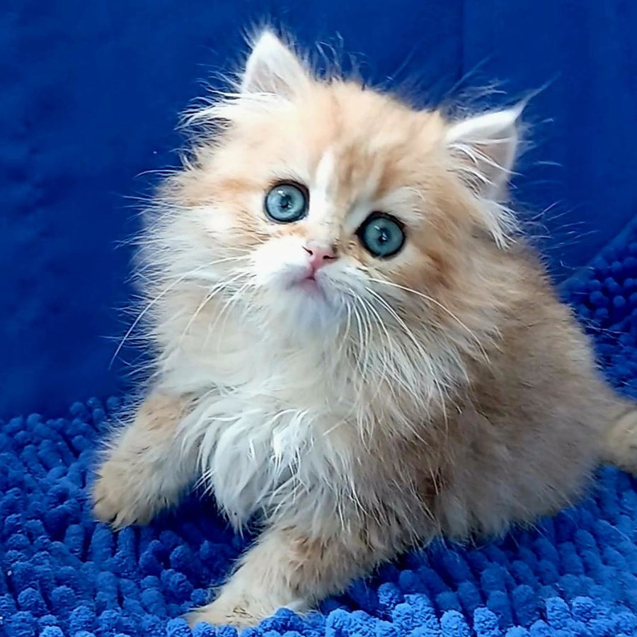 Lexus British Longhair male, black golden shaded