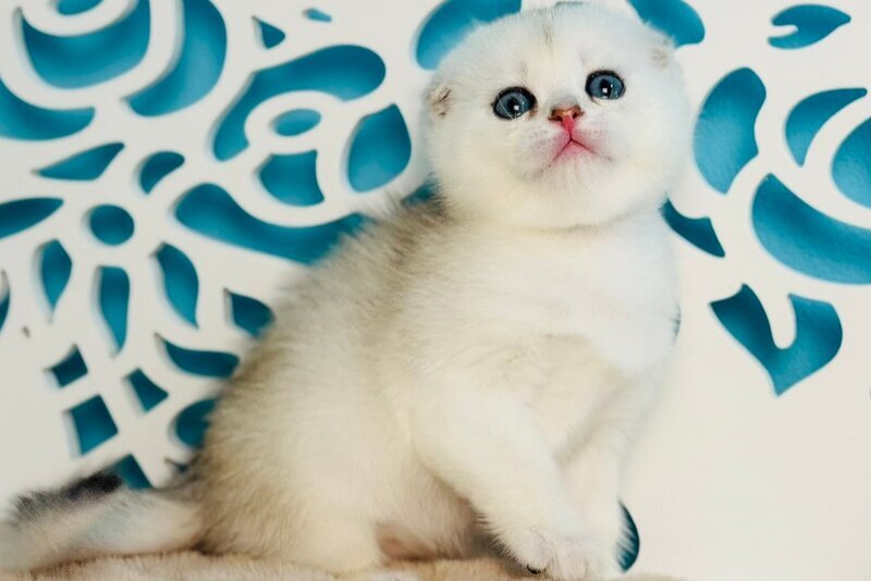 Winny Scottish Fold male black silver chinchilla - live animals