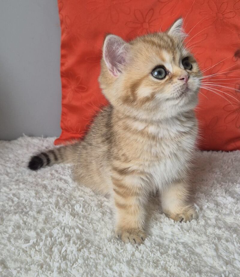 Midas British Shorthair male black golden chinchilla - live animals