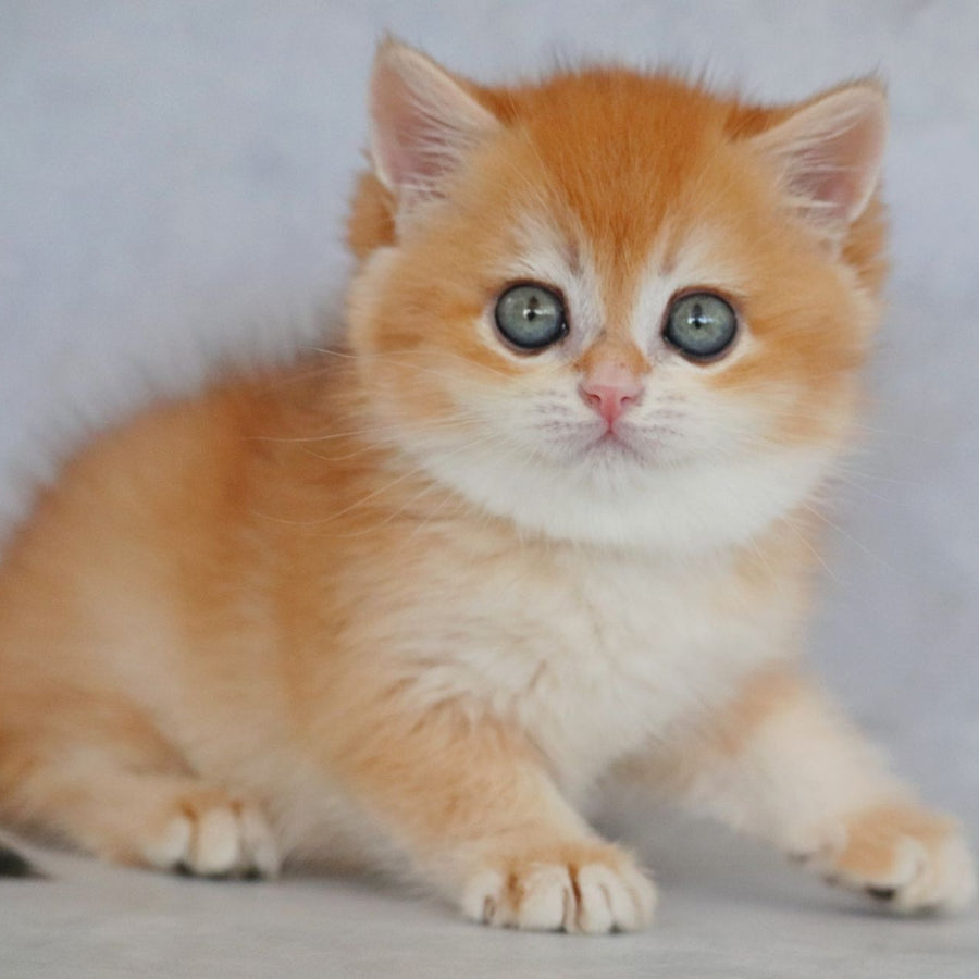 Zakhar British Shorthair male, black golden chinchilla