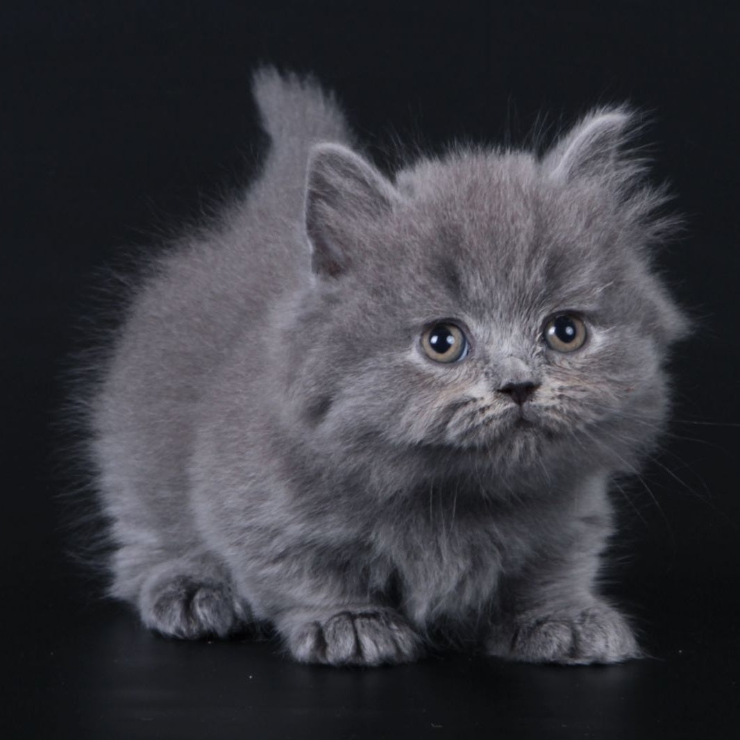 Waldoon Munchkin male, blue