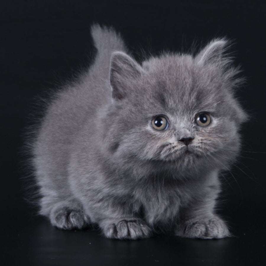 Waldoon Munchkin male, blue