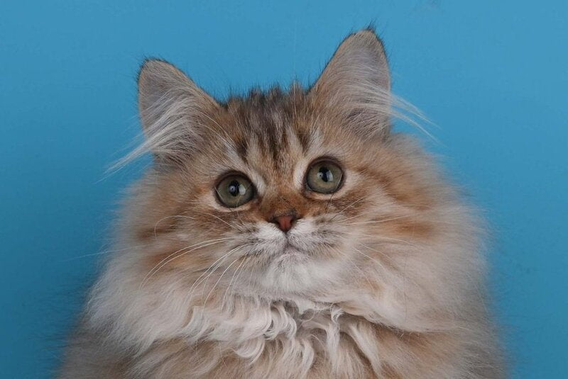Xena British Longhair female, chocolate silver shaded