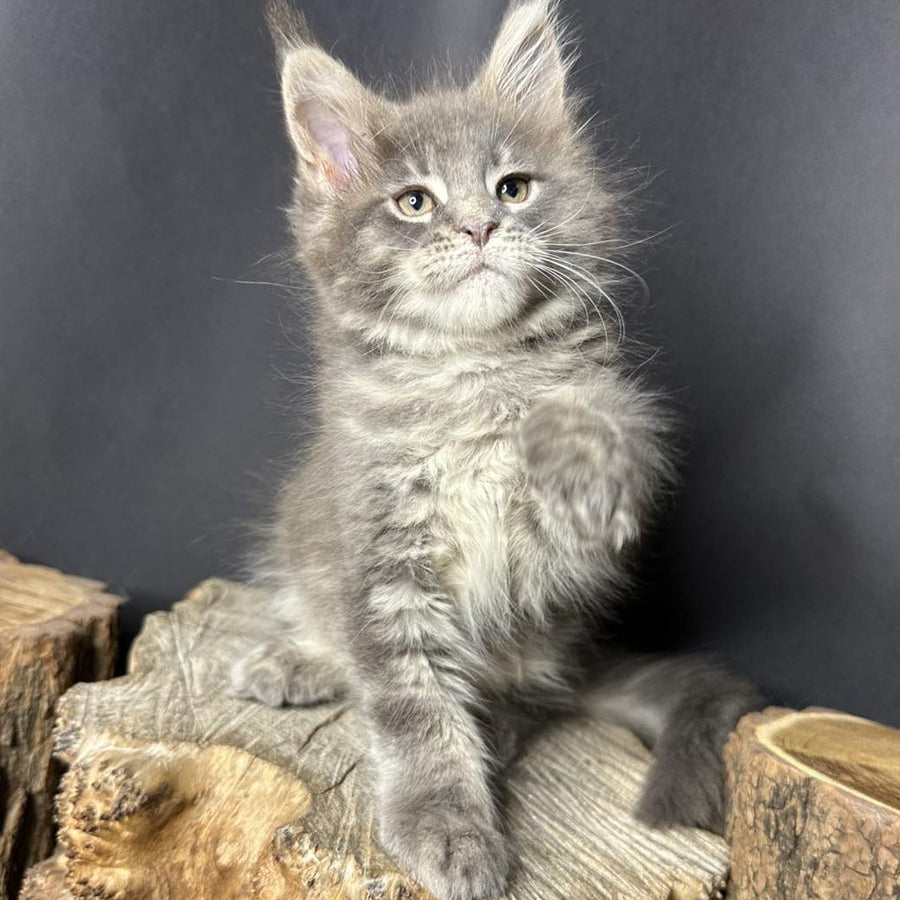Piper Maine Coon female, blue tabby